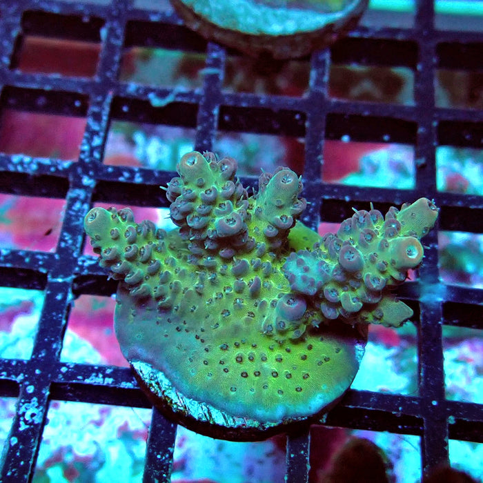 Colored Acro Frag