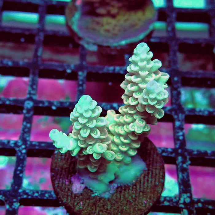 White-Pink Tenuis Acro Frag