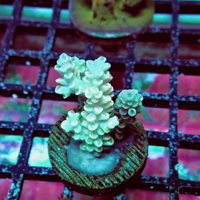 White-Pink Tenuis Acro Frag