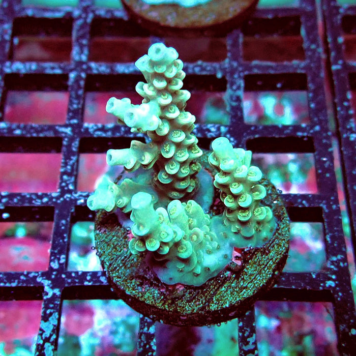 White-Pink Tenuis Acro Frag