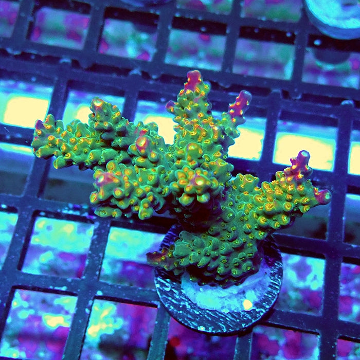 Acro Bright Pink Violet Tips