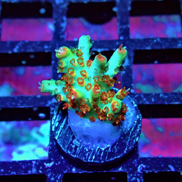 REx Red-Orange Firework Acro