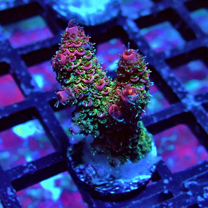 Rainbow Mille Acro Frag