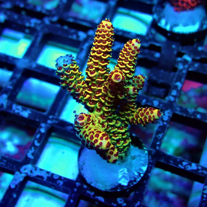 Orange Mille Acro Frag