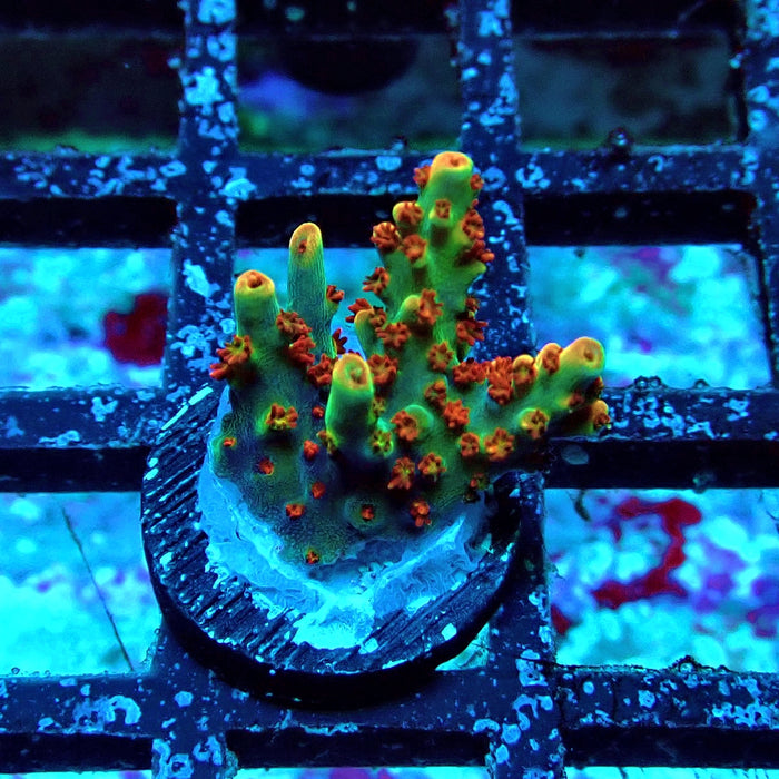 REx Red-Orange Firework Acro