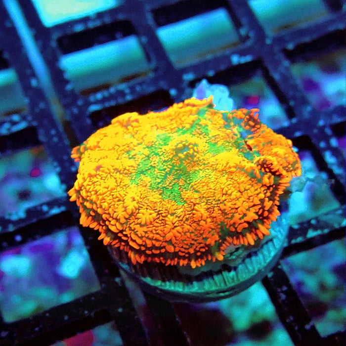 Rhodactis Red Green Center Ultra