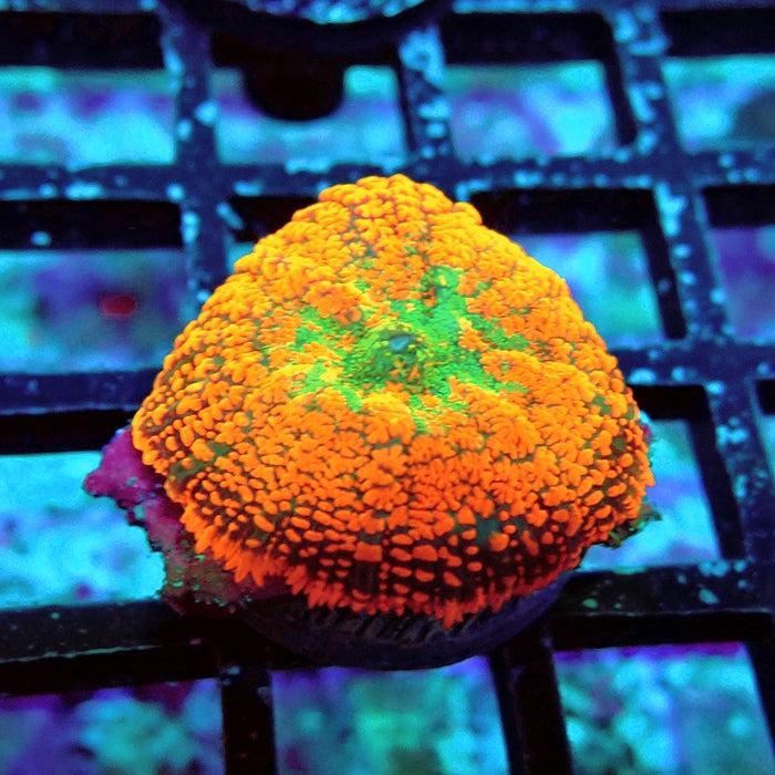 Rhodactis Red Green Center Ultra