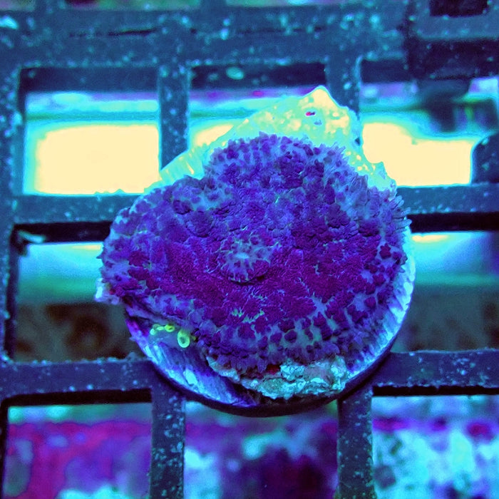 Rhodactis Blue Fuzzy