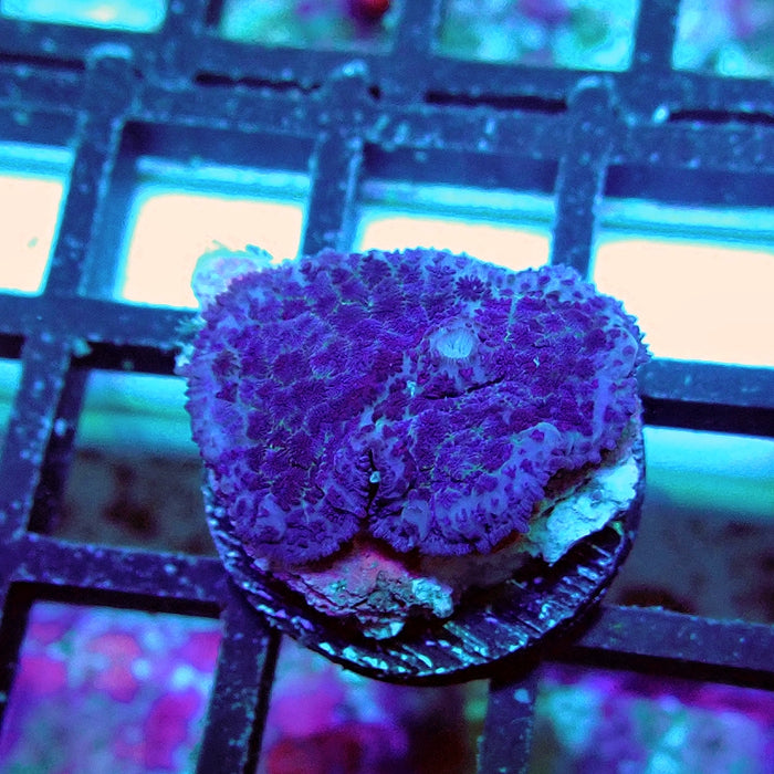 Rhodactis Blue Fuzzy