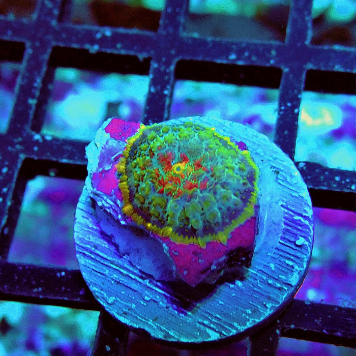 Rhodactis Green Red Center Fuzzy