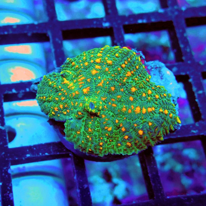 Rhodactis Orange Dots