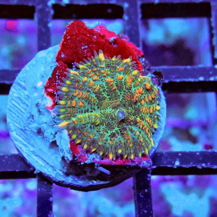 Rhodactis Fuzzy Rainbow