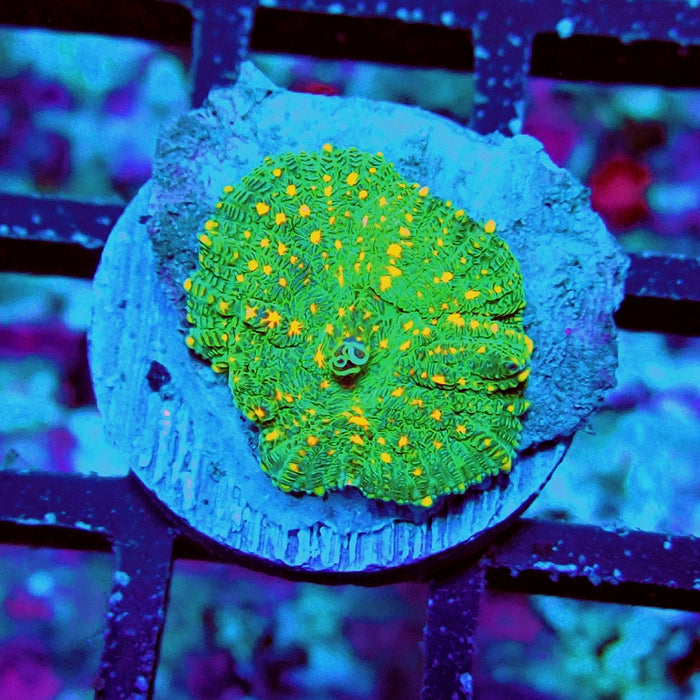 Rhodactis Orange Dots