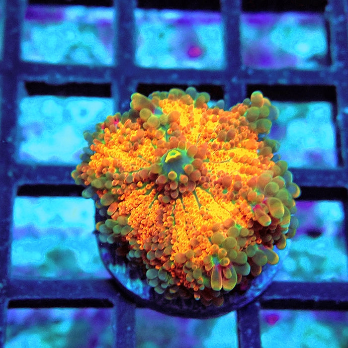 Ricordea Yuma Orange Tricolor Ultra