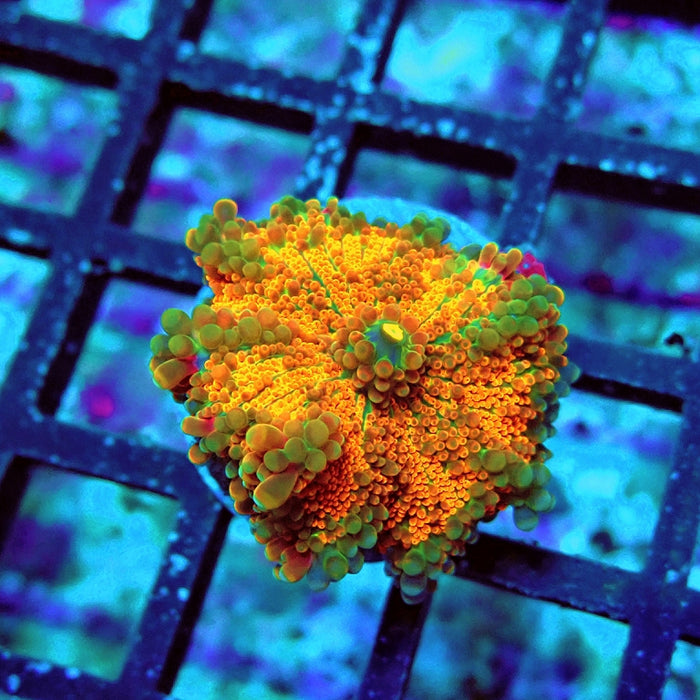 Ricordea Yuma Orange Tricolor Ultra