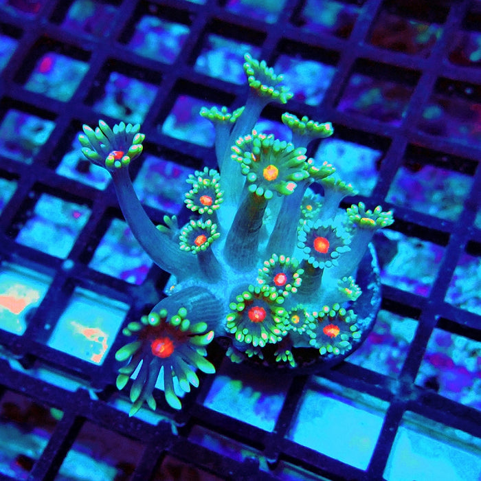 Goniopora Blue Red Middle XL Polyp