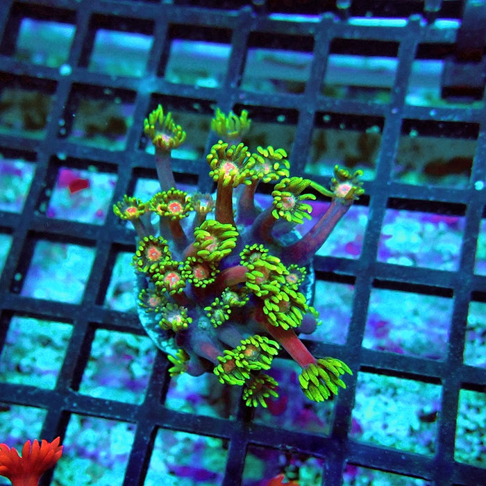 Goniopora Purple Green Pink Center XL Polyp