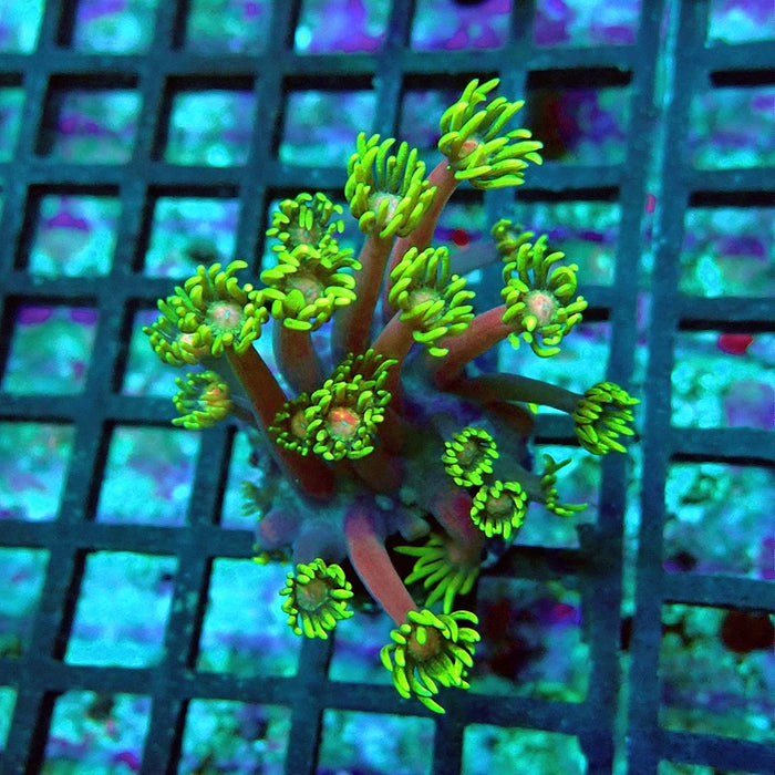 Goniopora Purple Green Pink Center XL Polyp