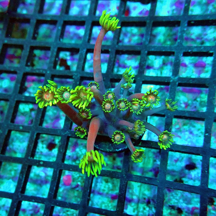 Goniopora Purple Green Pink Center XL Polyp