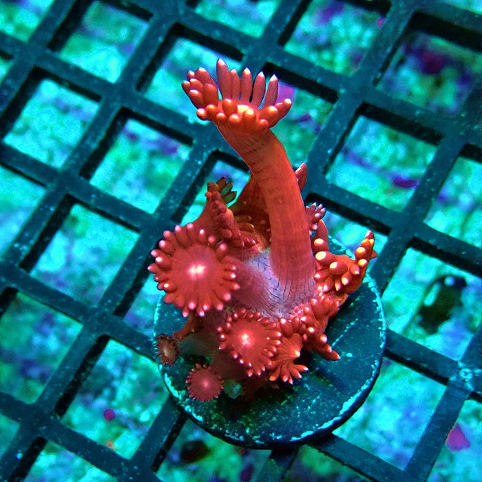 Goniopora Pink XL Polyp