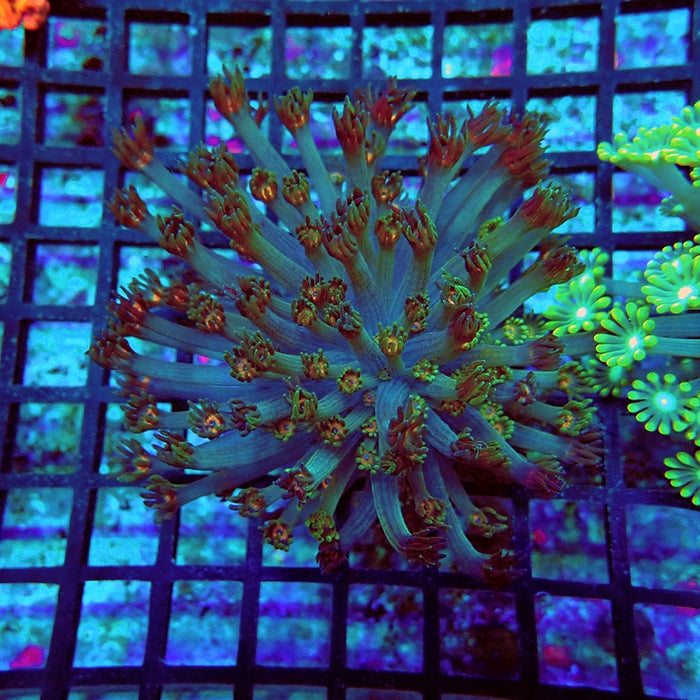 Alveopora Long Polyps