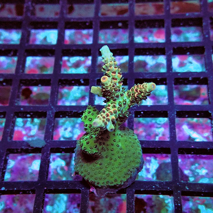 Acro Frag Aquaculture