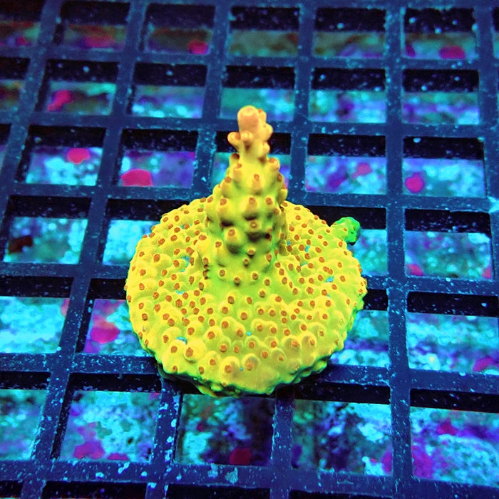 Acro Frag Aquaculture