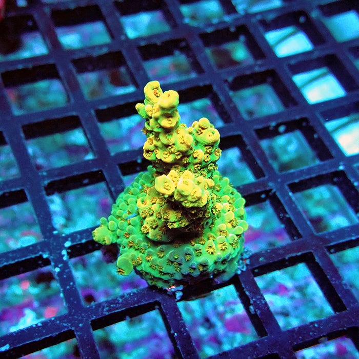 Acro Frag Aquaculture