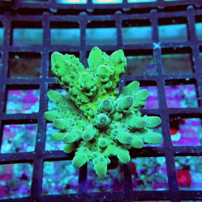 Acro Frag Aquaculture