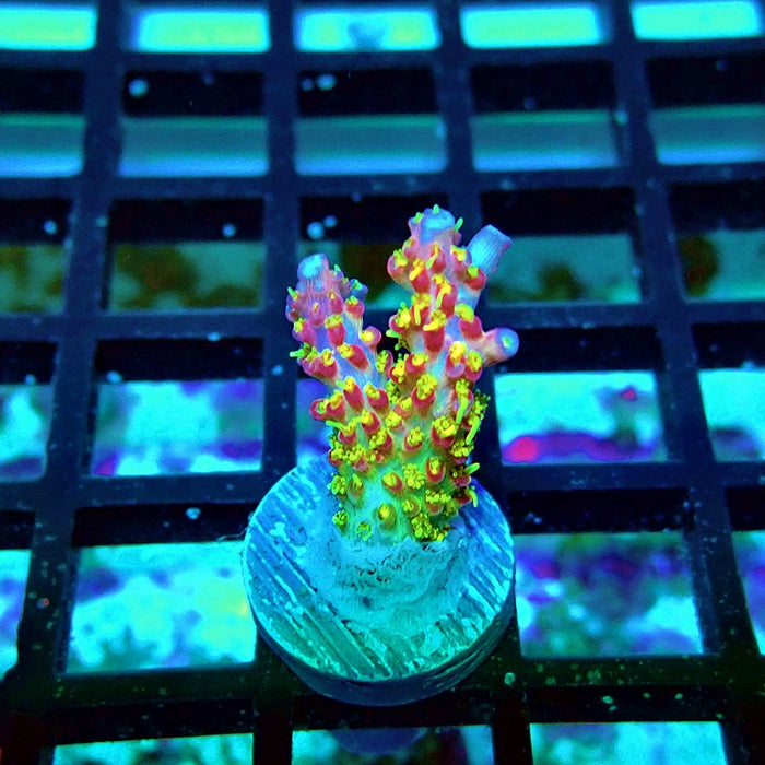 REx Rainbow Worms Acro