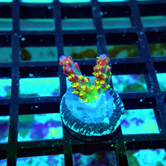 REx Rainbow Worms Acro