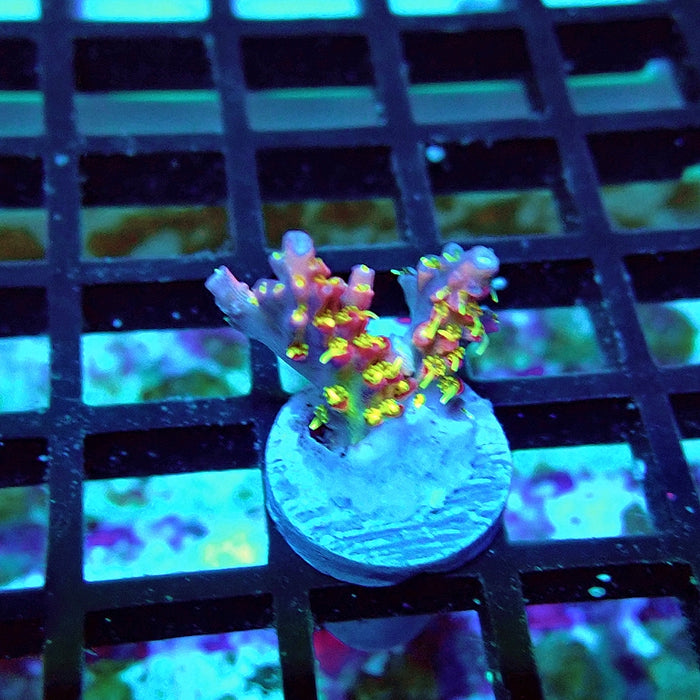 REx Rainbow Worms Acro