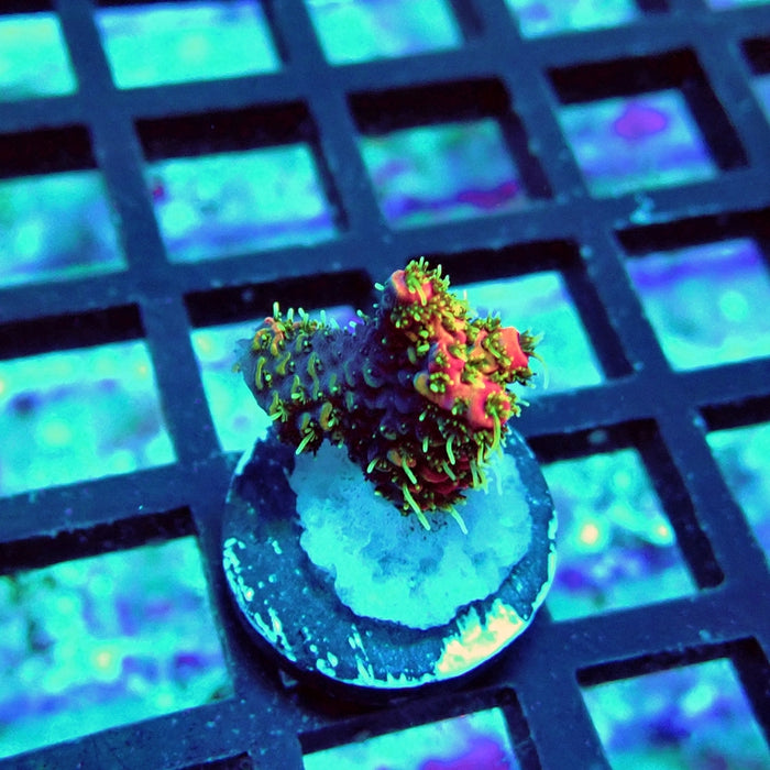 REx Crazy Bright Rainbow Mille