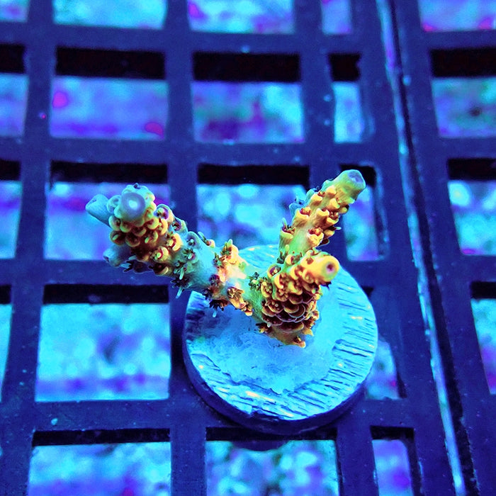 REx Apache Quadricolor Acro