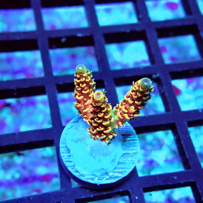 REx Apache Quadricolor Acro