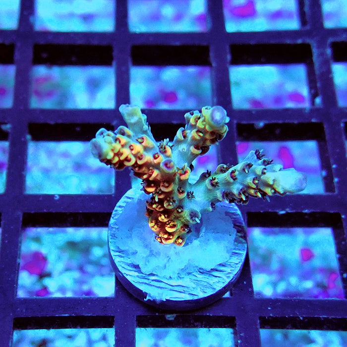 REx Apache Quadricolor Acro