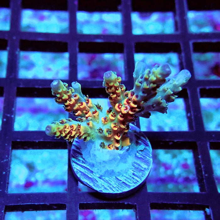 REx Apache Quadricolor Acro