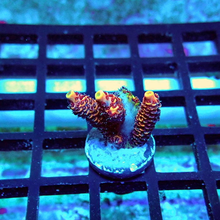 REx Pink Purple Rainbow Mille Acro