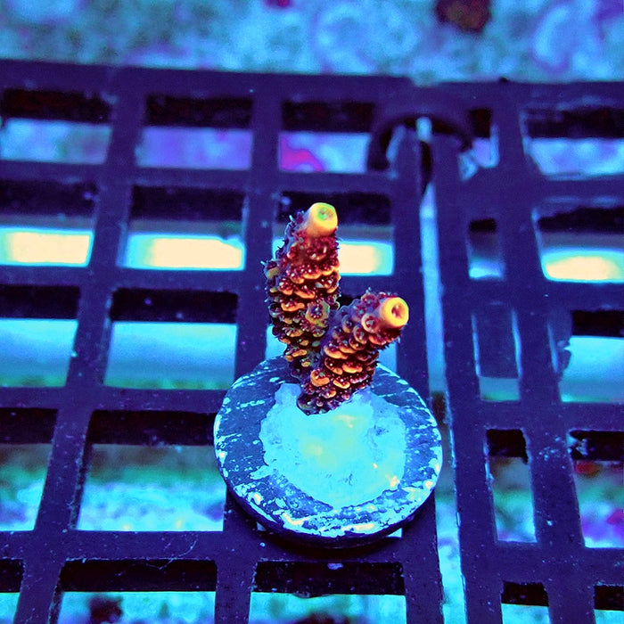 REx Pink Purple Rainbow Mille Acro