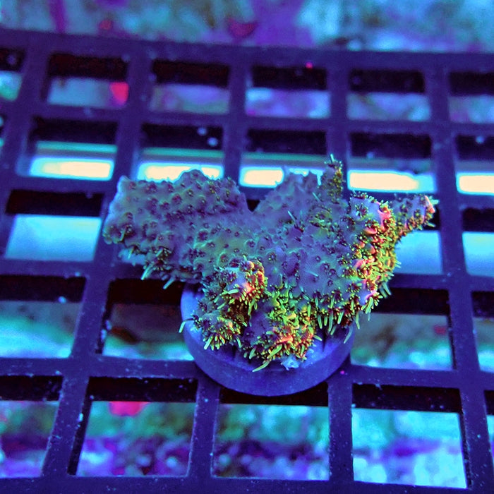 Acro Frag Aquaculture