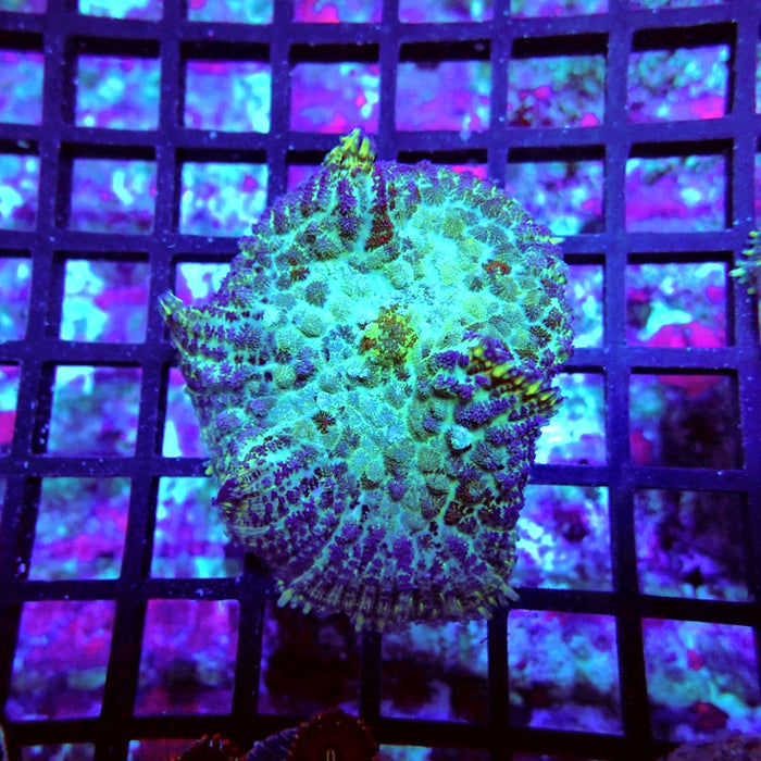 Rhodactis Blue Green Rainbow Spots Premium