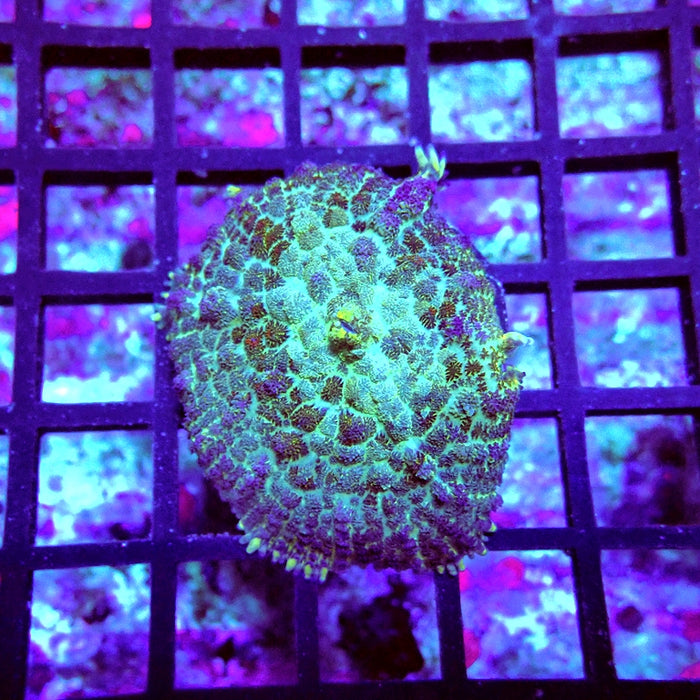 Rhodactis Blue Green Rainbow Spots Premium