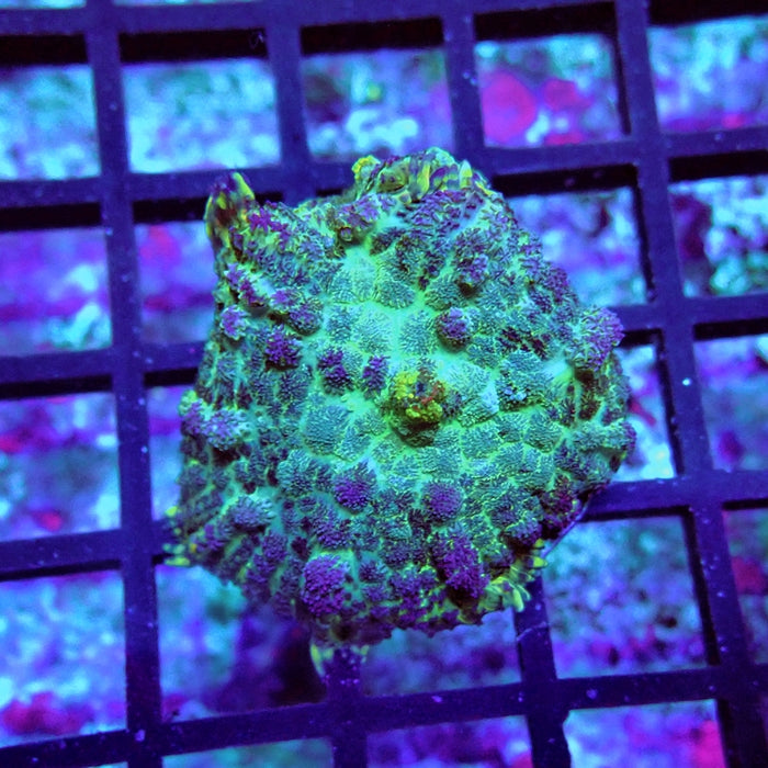 Rhodactis Blue Green Rainbow Spots Premium