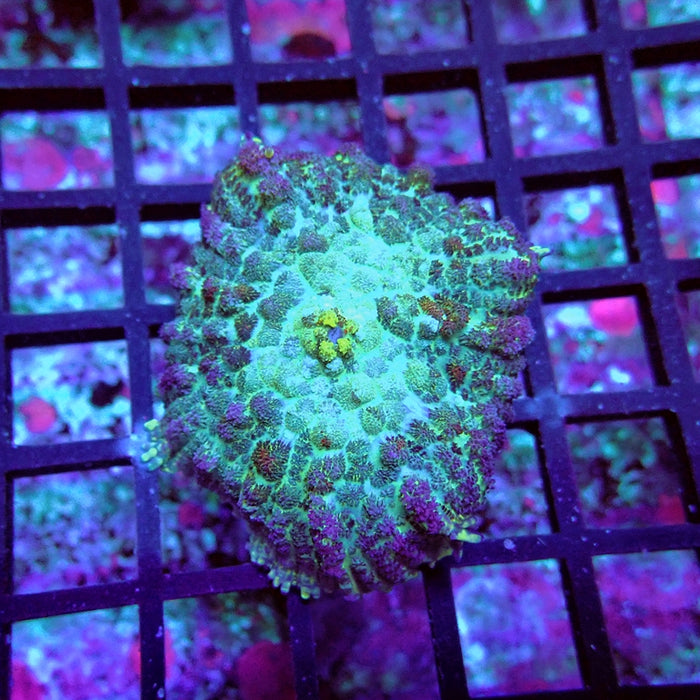 Rhodactis Blue Green Rainbow Spots Premium