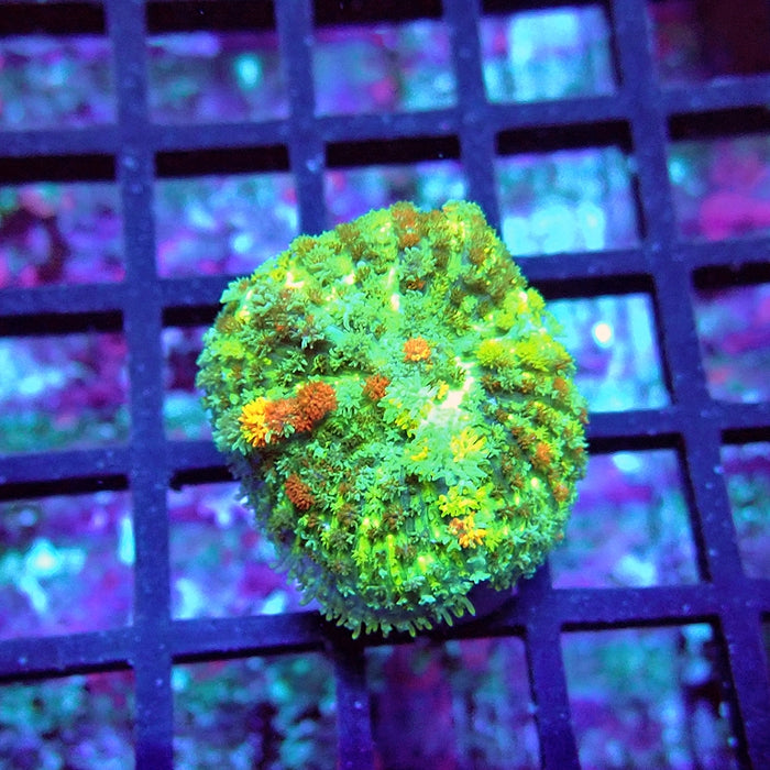 Rainbow Bubble Rhodactis