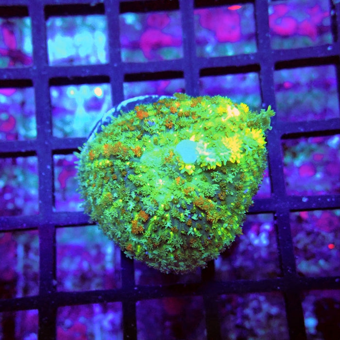 Rainbow Bubble Rhodactis