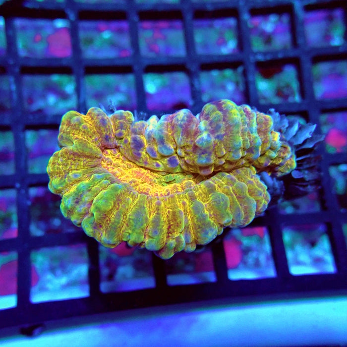 Lobophyllia Coral Premium