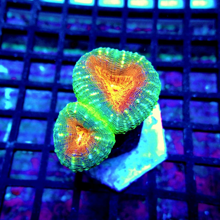 Lobophyllia Ultra Bright