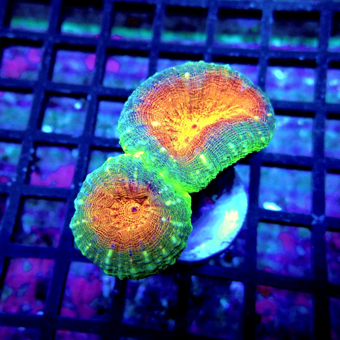 Lobophyllia Ultra Bright