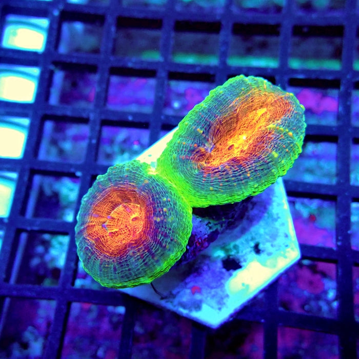 Lobophyllia Ultra Bright